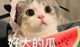 网红吃瓜聊天,揭秘娱乐圈幕后故事